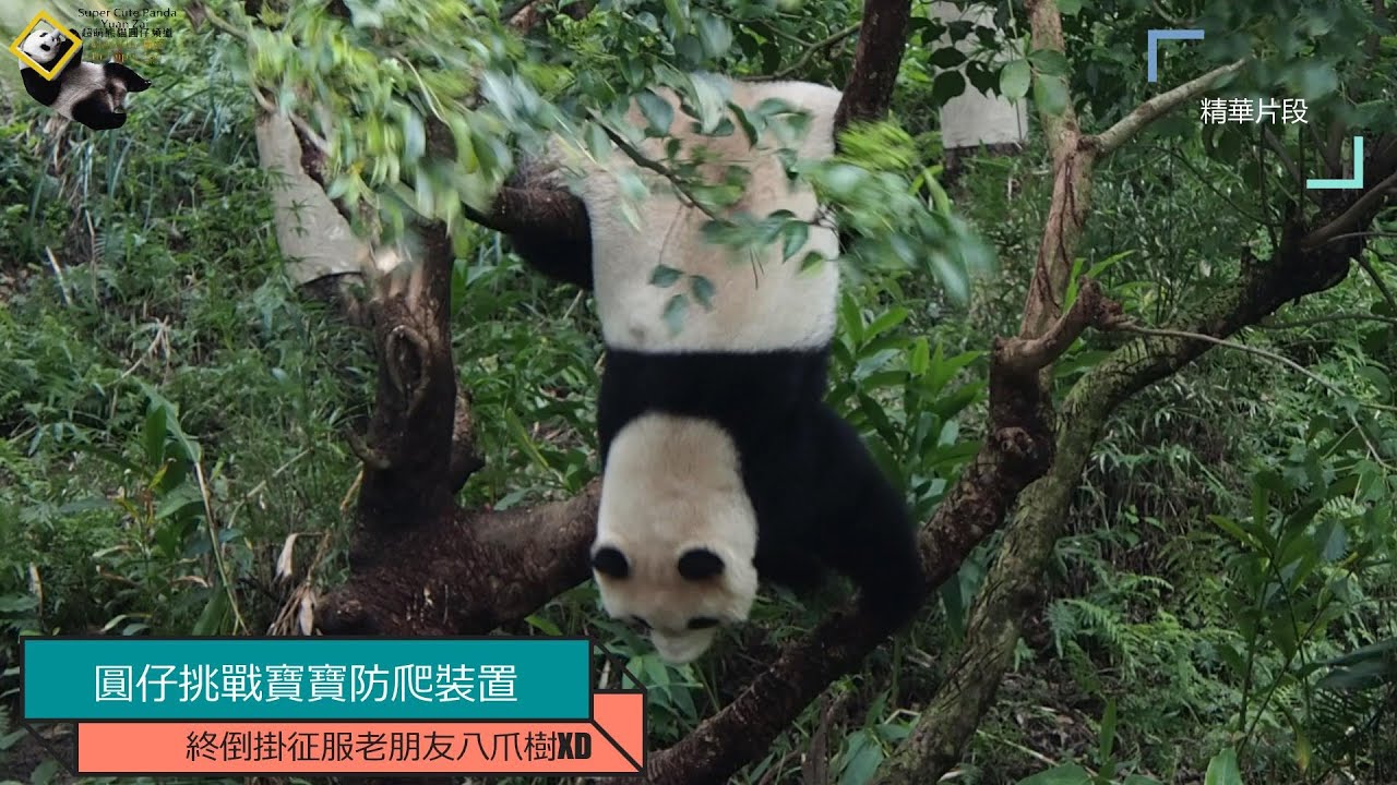 20210212 圓仔挑戰寶寶防爬裝置，終倒掛征服老朋友八爪樹 The Giant Panda Yuan Zai
