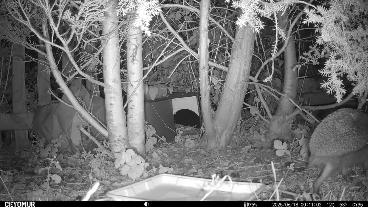 17/06/2025 - Magpie steals the show