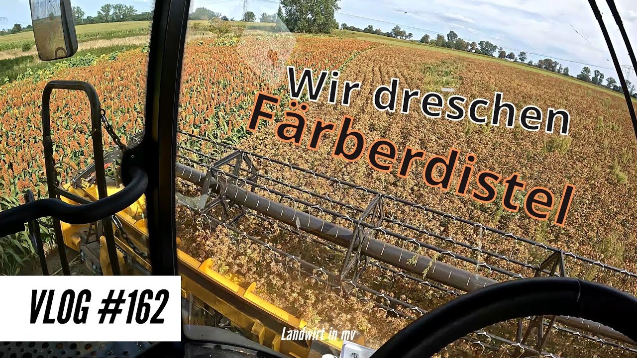 Vlog #162 Färberdistel Dreschen, hat es sich gelohnt? New Holland CR 8.80