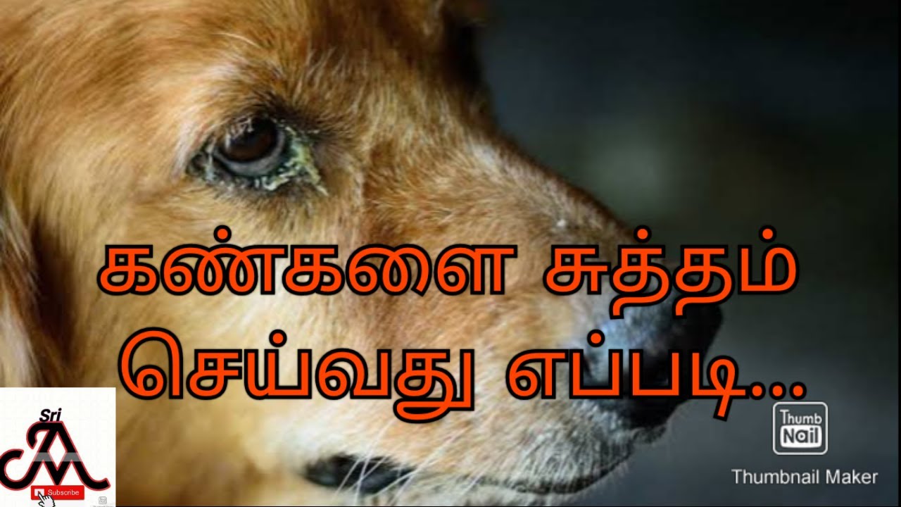 Dog eye discharge cleaning method | tamil  |jayam ideas | jayam pets | minpin puppy sales
