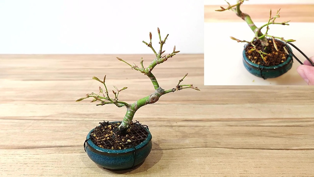 ✅ Cómo tener Entre Nudos Cortos y Finos en Arce Palmatum - BONSAI