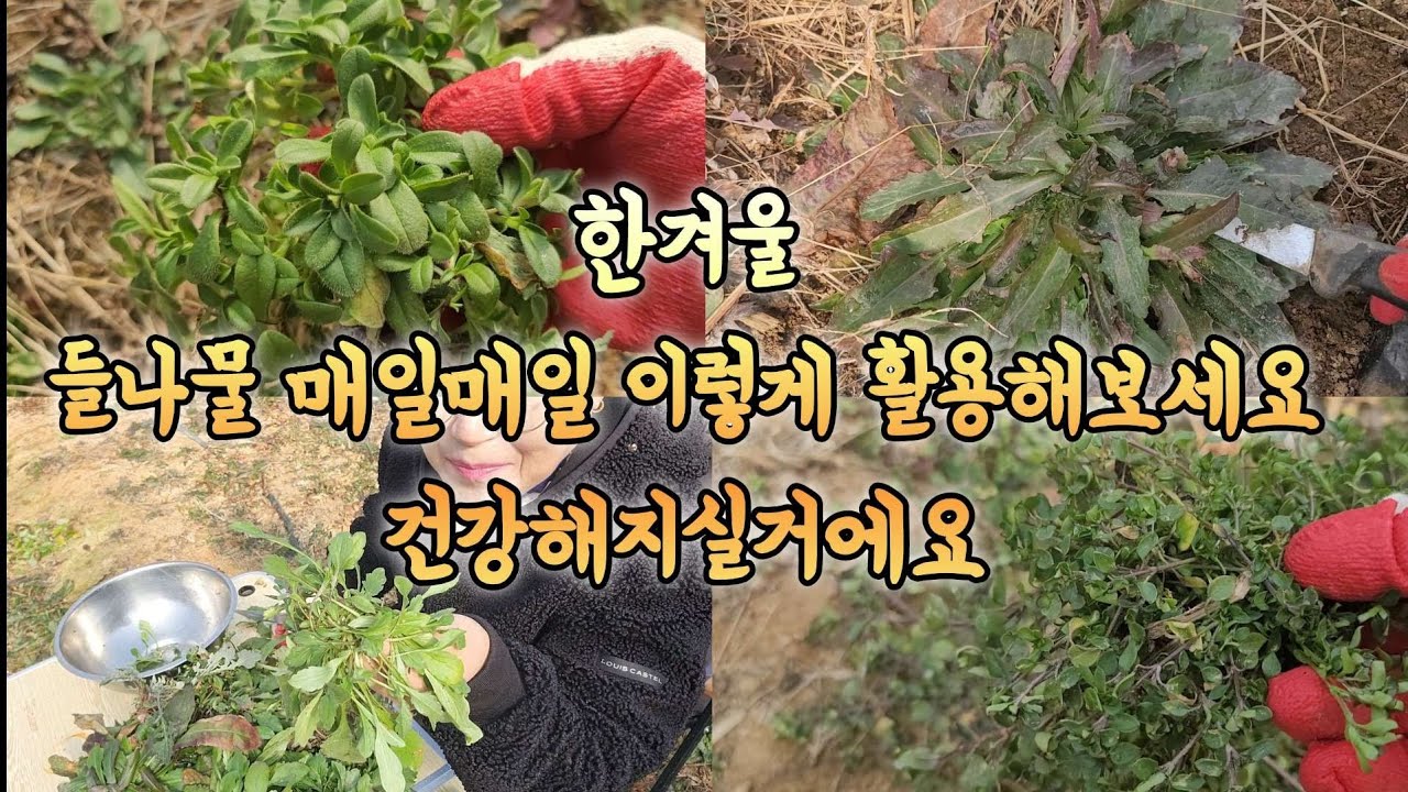 한겨울 7종의 모듬 들나물 채취 들나물 매일매일 이렇게 활용해보세요 건강해지실거에요