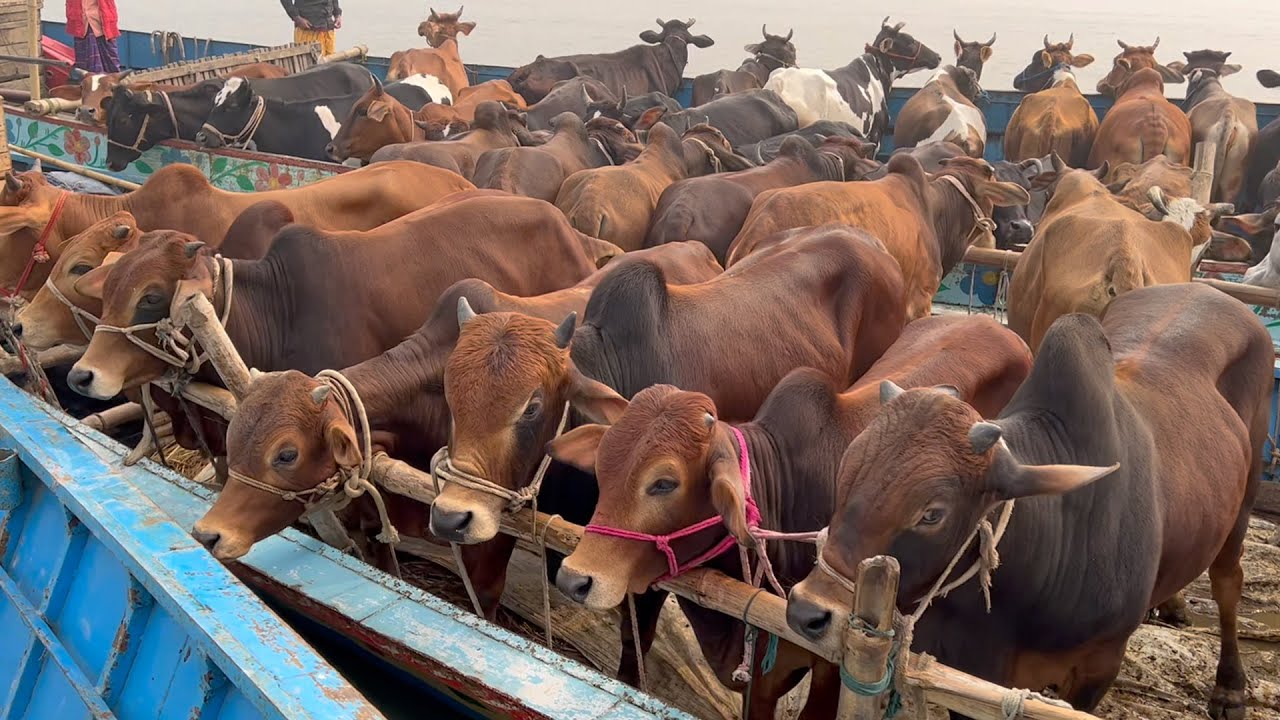 cow unloading, cow videos, cow video, big cow, goru hamba cow, Ep - 218