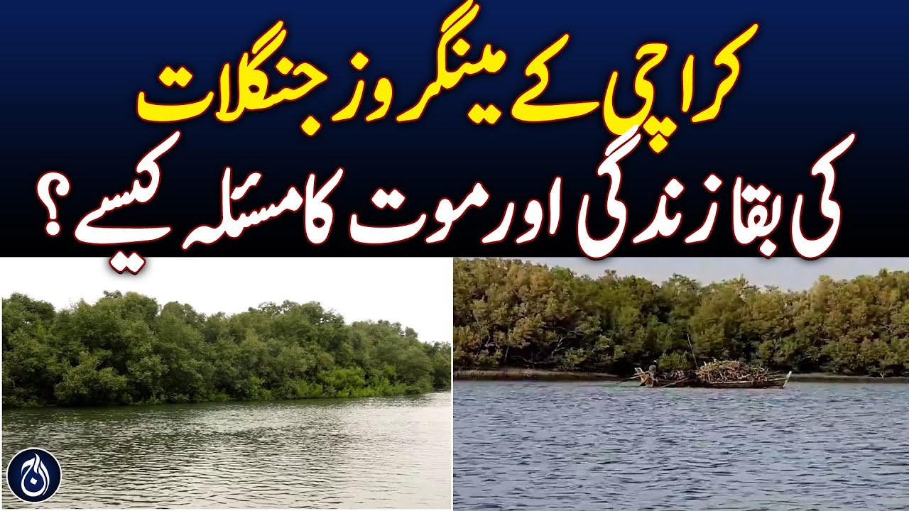 Karachi's Mangroves Forests: Ground Report - Aaj News