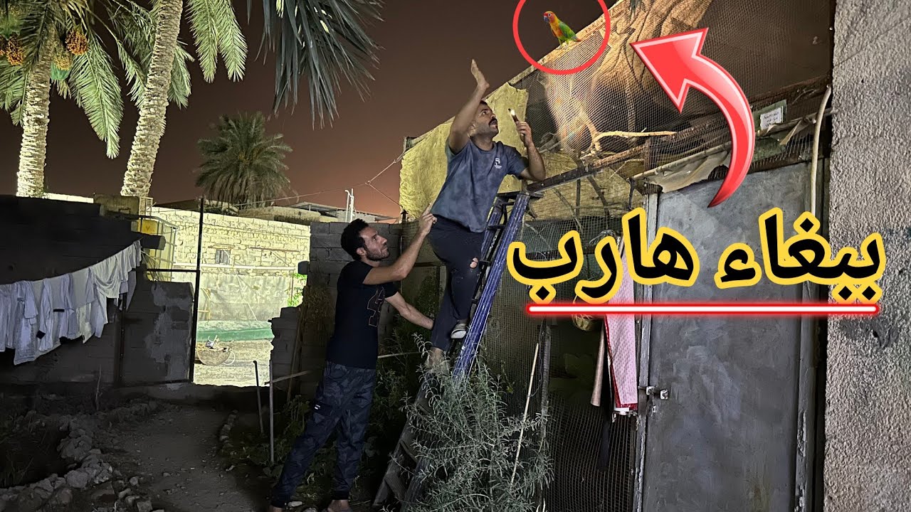 طيور شردت من المحمية 😱