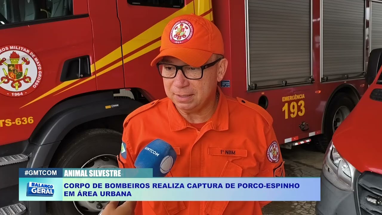 CORPO DE BOMBEIROS REALIZA CAPTURA DE PORCO ESPINHO  EM ÁREA URBANA