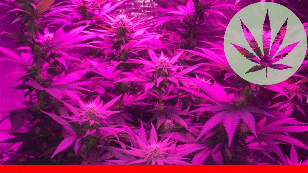 Critical Kush - All About This Strain