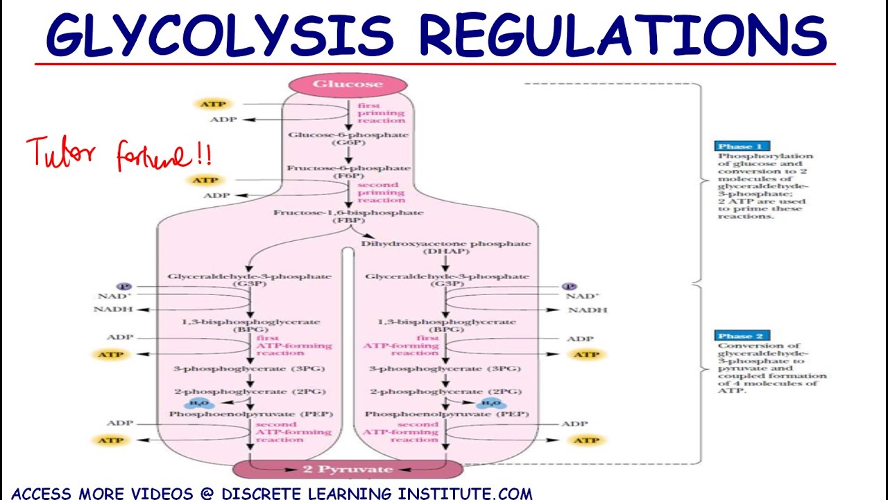 GLYCOLYSIS REGULATION