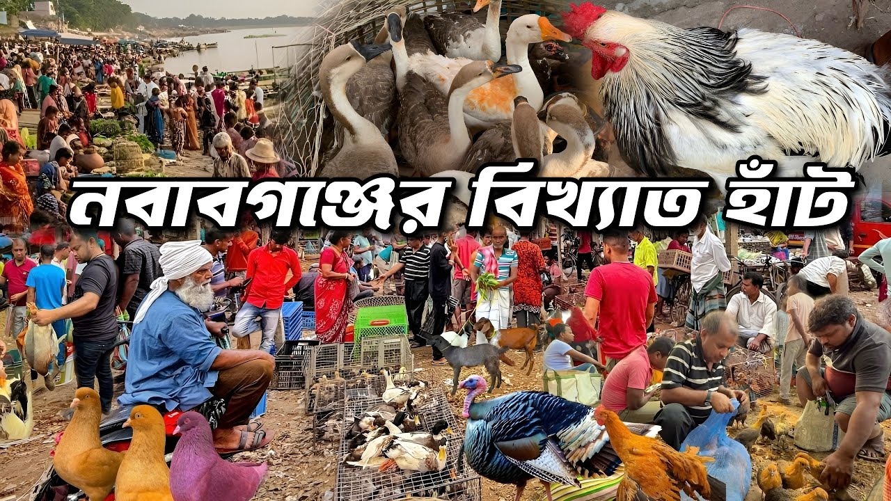 নবাবগঞ্জের বিখ্যাত হাঁট বাজার প্রতি রবিবার জমে উঠে ॥ Village Market In Bangladesh | Hat Bazar BD