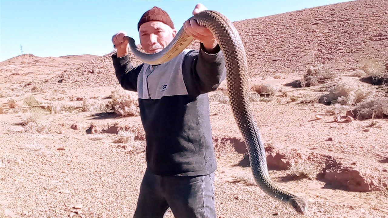 العساوي براهيم فقد السيطرة على أكبر ثعبان ستشاهده في حياتك Snake hunting in Morocco
