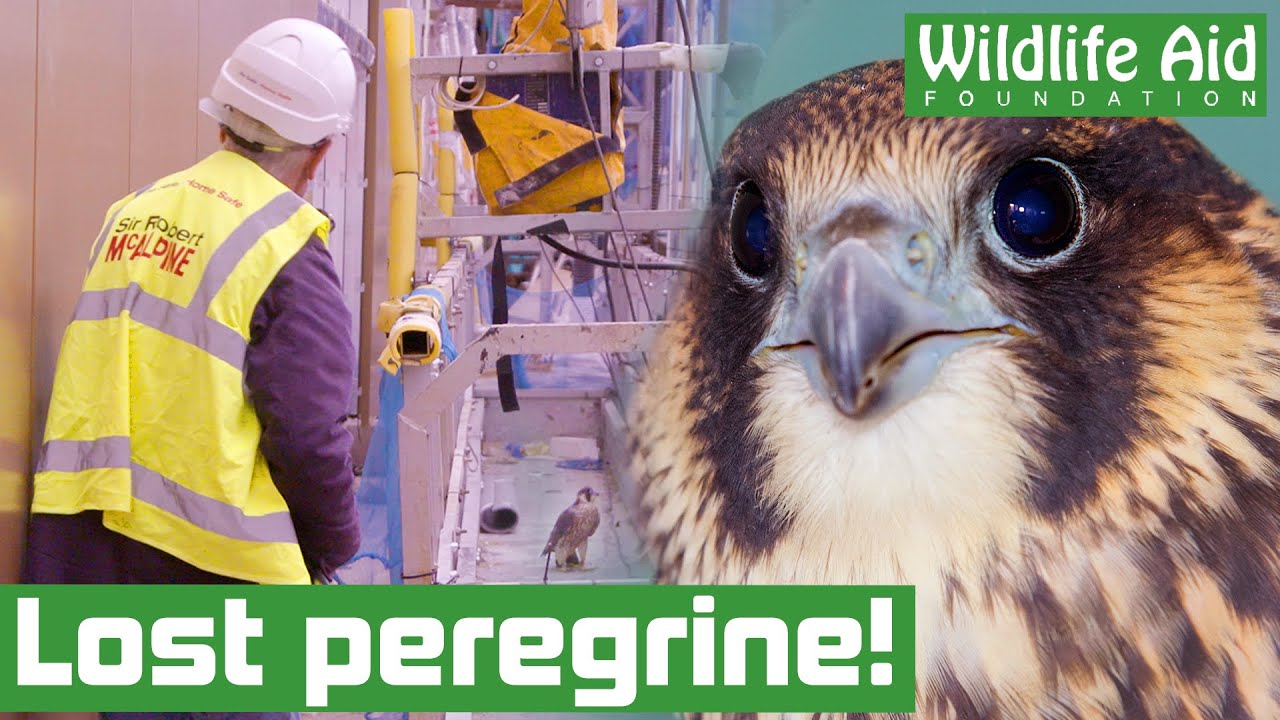Worlds fastest bird crash lands on to building site!