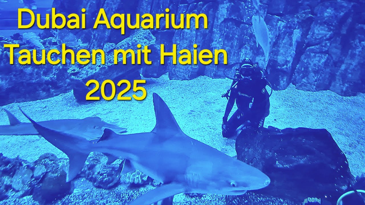 2025 Tauchen mit Haien - Dubai Aquarium