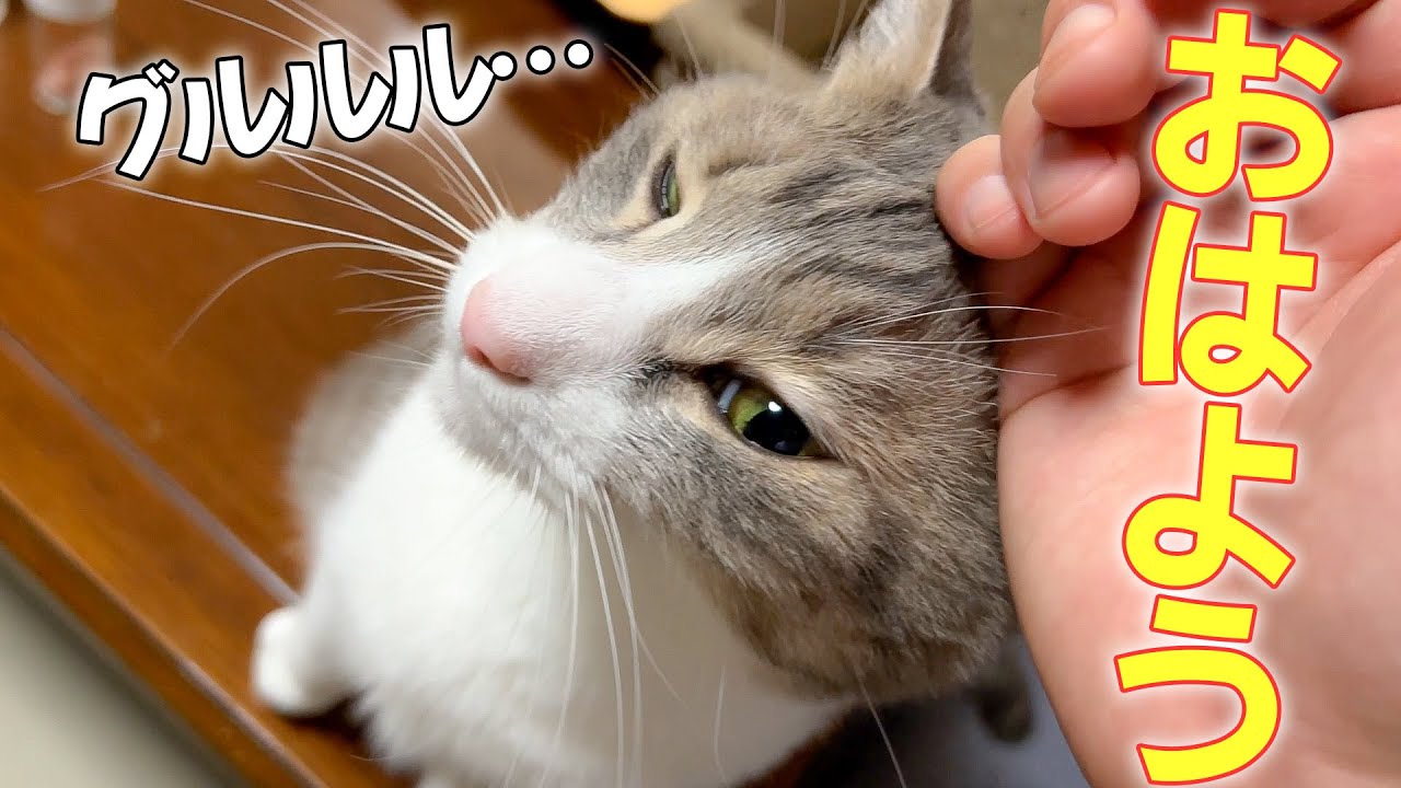 実家で朝目覚めたら、猫たちから可愛すぎる朝の挨拶をされました