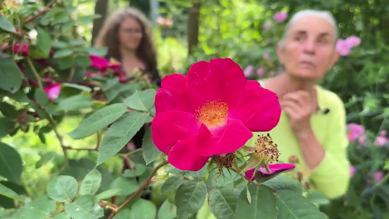Les visites aux jardins du Château du Pin à Fabras
