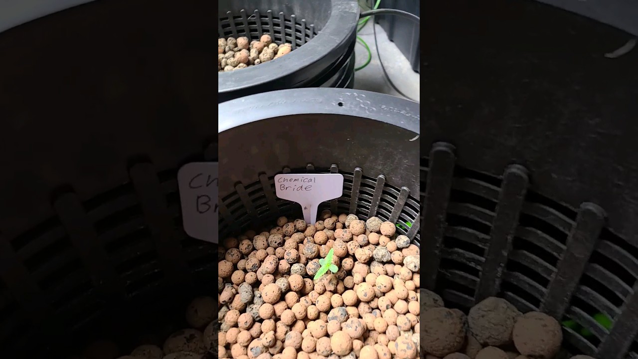 chemical bride transplant into dwc @greenhouseamsterdam #gardening #deepwaterculture #hydro