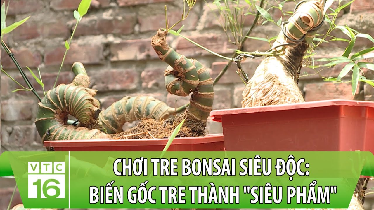 Trào lưu chơi tre bonsai siêu độc: Biến gốc tre bỏ đi thành 