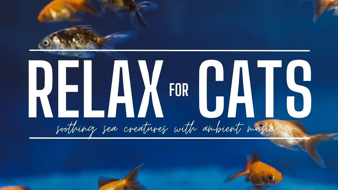 Anti-Anxiety TV & Music for Cats with Aquarium Fish and Soothing Music
