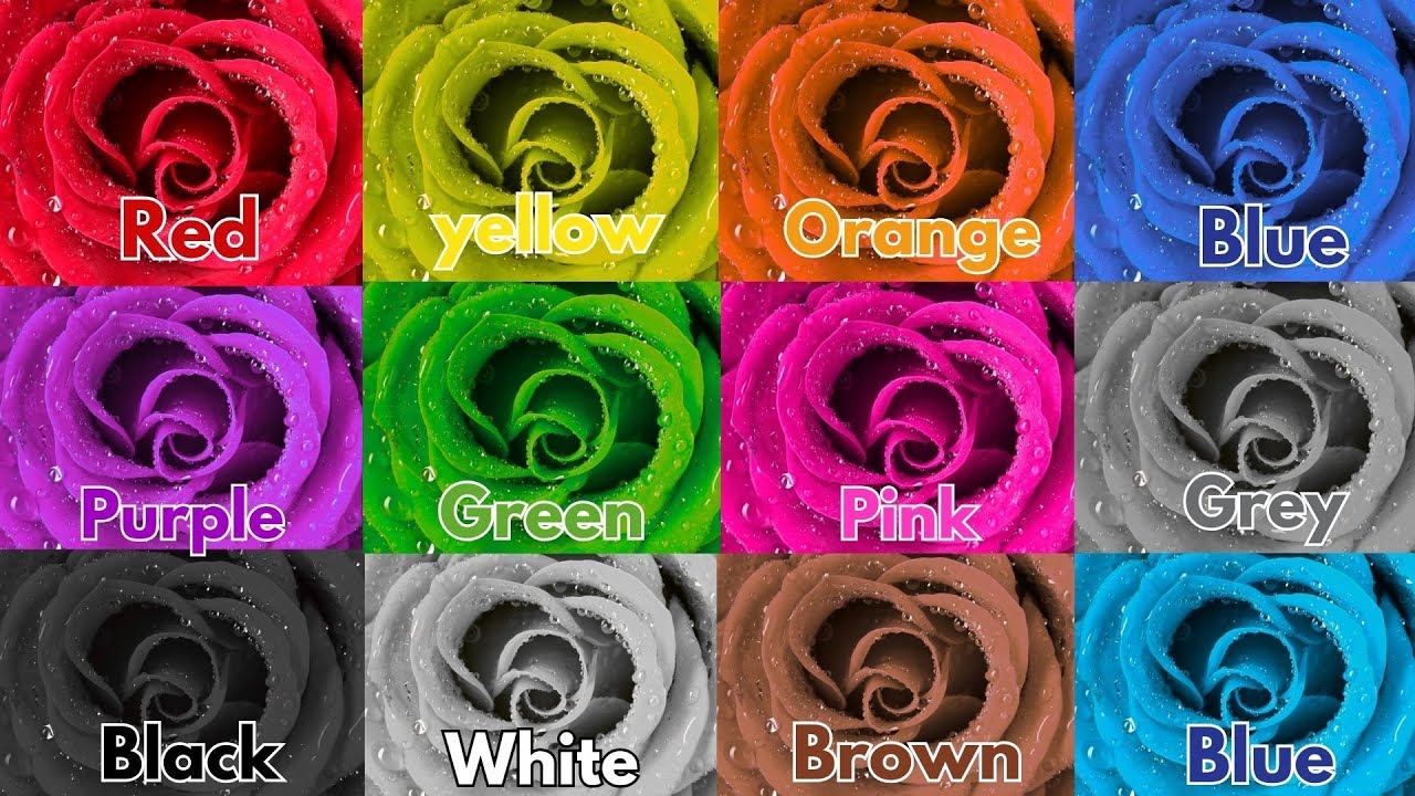 We Love All the Colors |Red , Blue ,Green Colors |Nursery Rhymes for Kids|