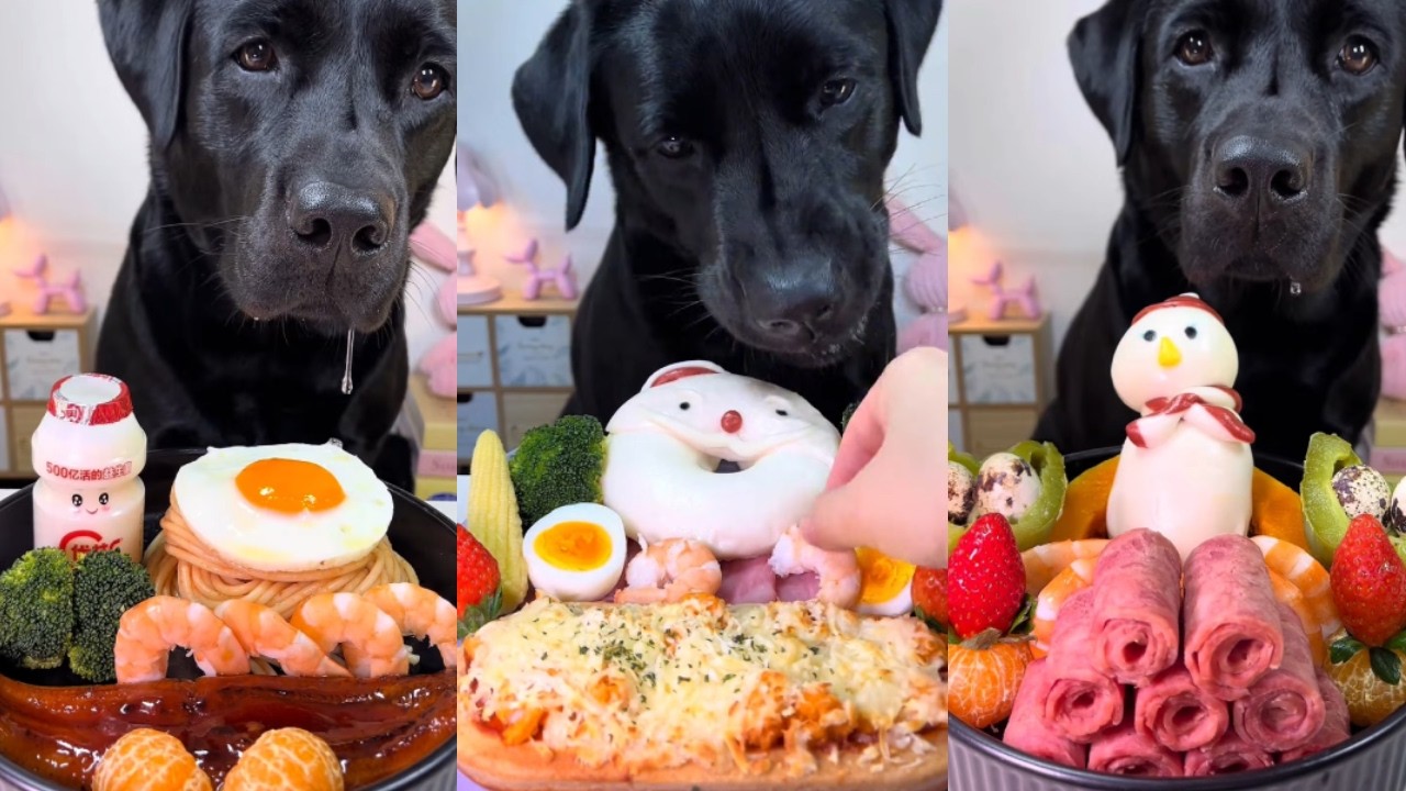 Satisfying Chewing ASMR: Black Labrador's Pizza and Snowman Bun Feast