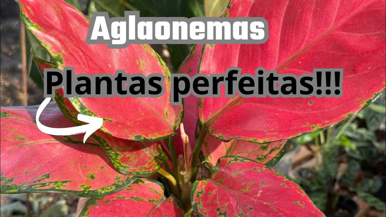 Minha coleção de  AGLAONEMAS e dicas de cultivo 🍃🍀