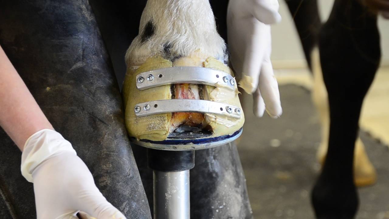 Follow-Up On A Keratoma Case with farrier Travis Burns