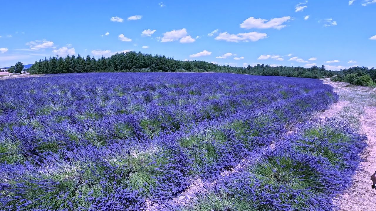 Provence mit Lavendelfelder / Provence Champs de lavande /Lavender fields