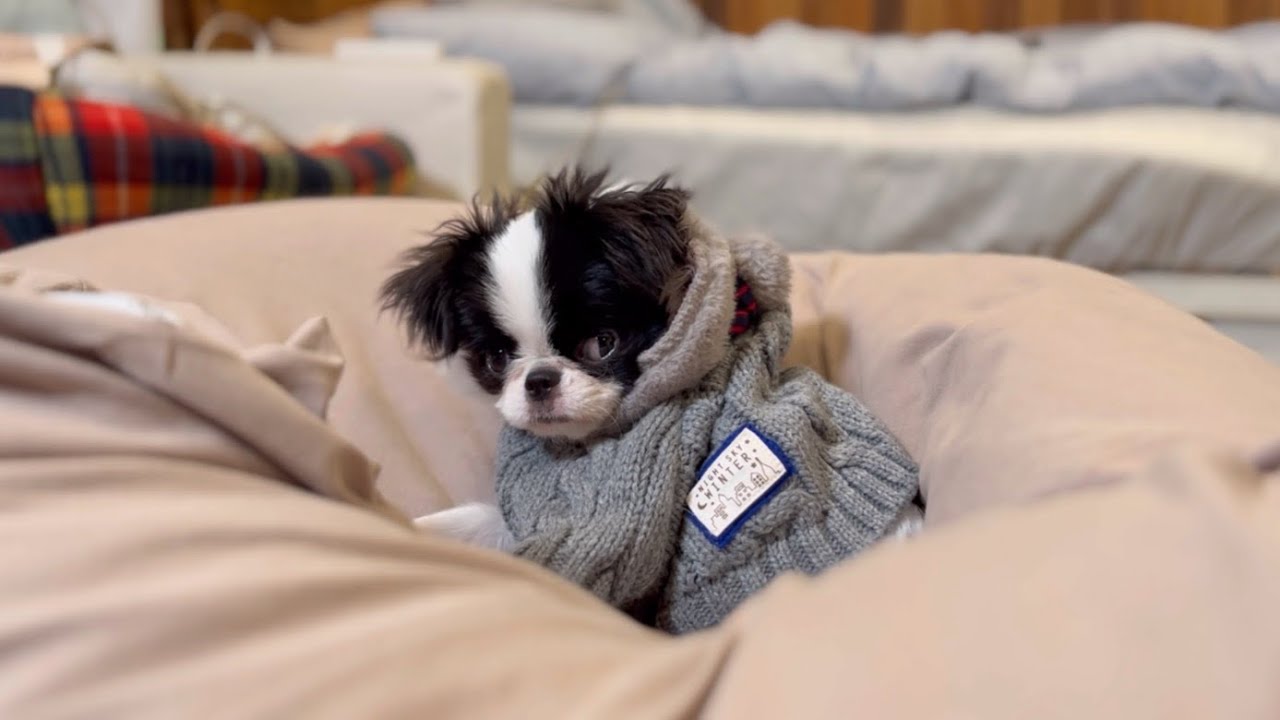 【悲報】優しい性格の子犬が突然グレてしまいました