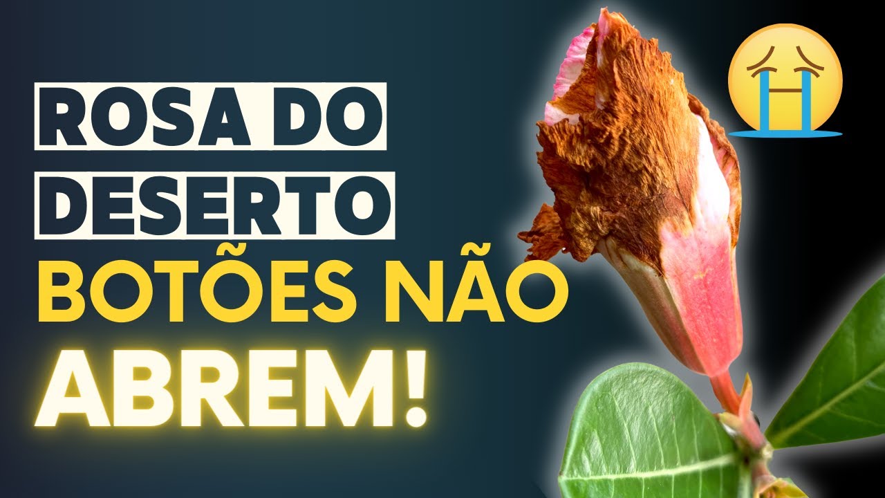 Porque os Botões da Rosa do Deserto NÃO ABREM?