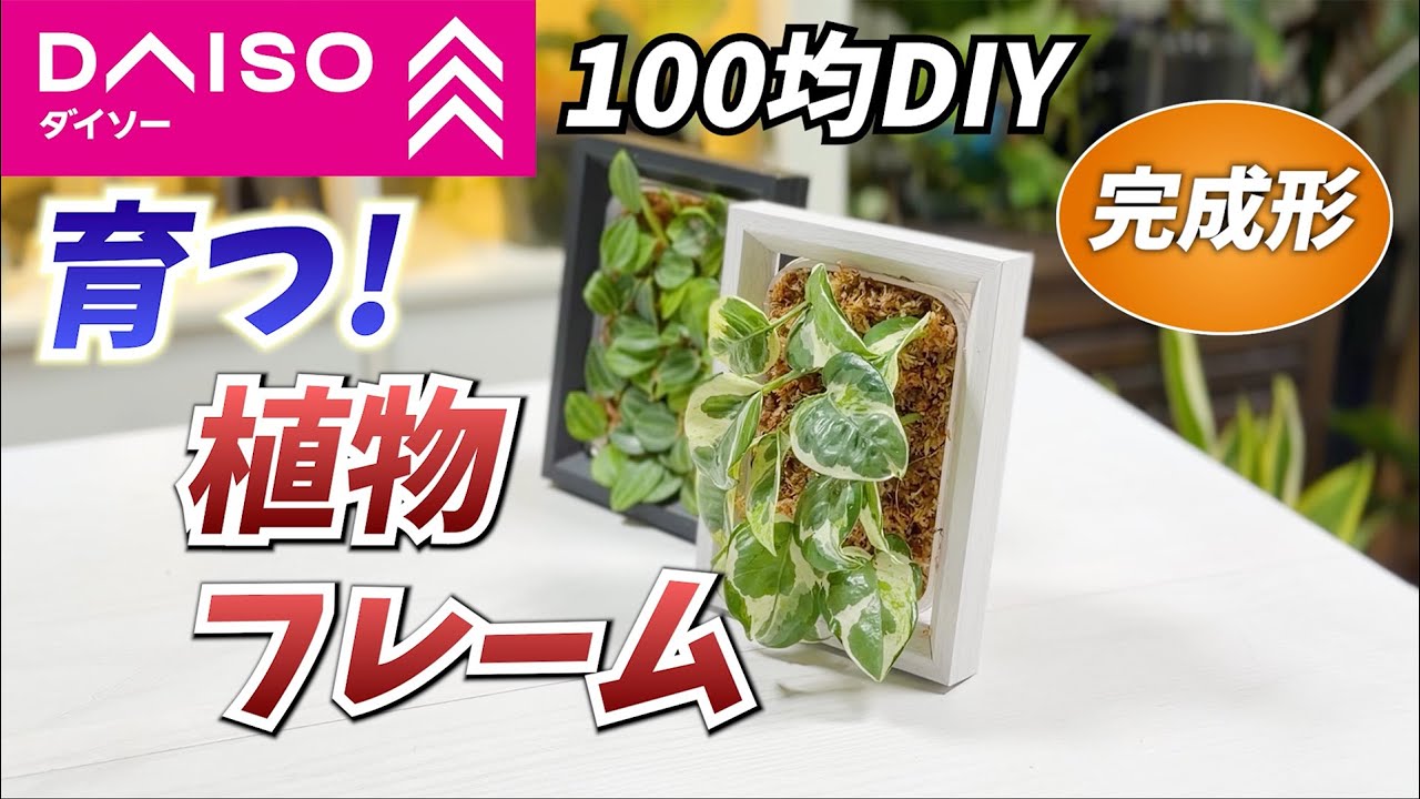 【100均DIY】ダイソーで作る“育つ！”植物フレーム
