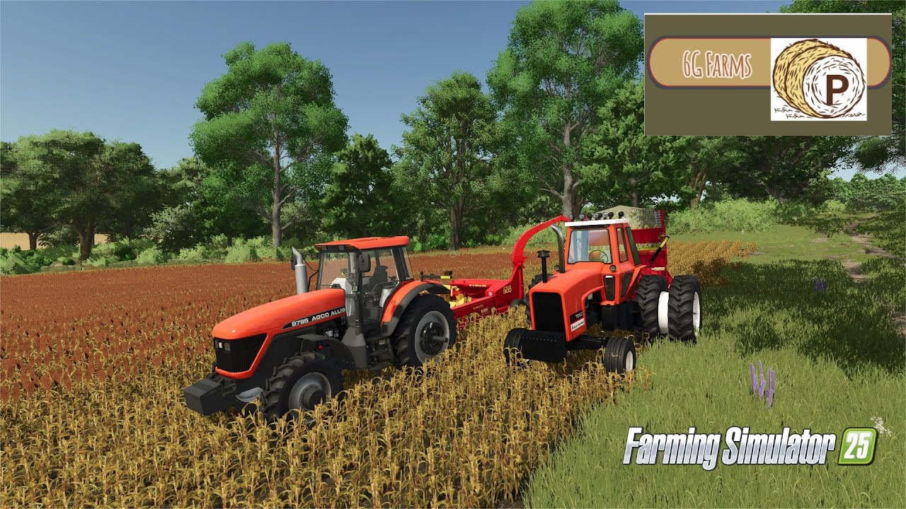 Chopping and combining sorghum