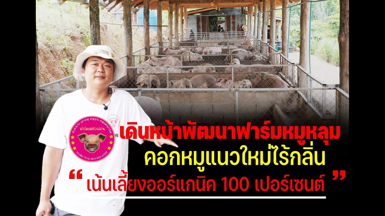 เนรมิตร จิรายุ ฟาร์ม แม่ฮ่องสอน พัฒนาหมูหลุมออร์แกนิคสู่คุณภาพ หนึ่งเดียวในแม่ฮ่องสอน