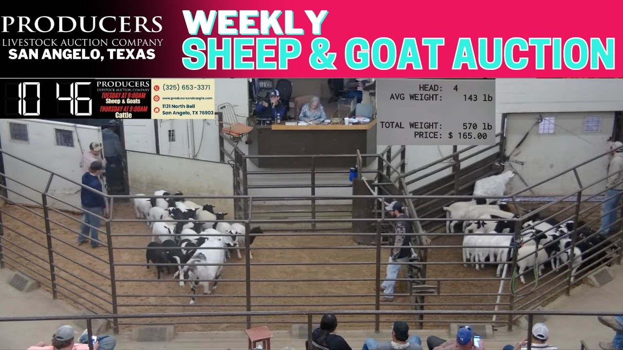 Producers Livestock Auction Company | San Angelo Sheep & Goat Trade Live | April 14, 2026