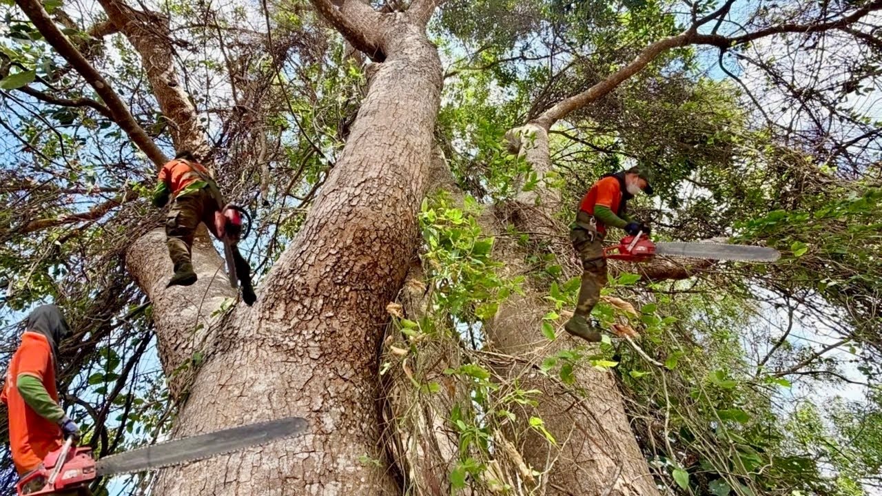 Cưa cây xà cừ siêu khủng , siêu nhánh nhiều dây leo . Cưa cây kỷ thuật cao 