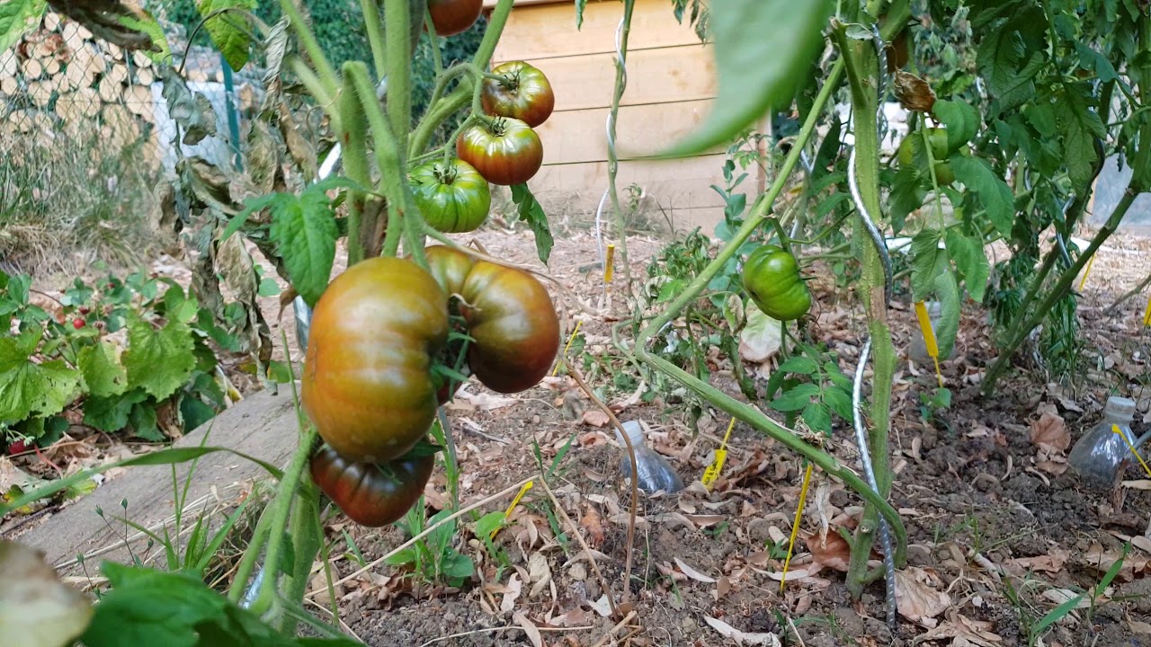 Tomate sans eau! Graines de Pascal Poot