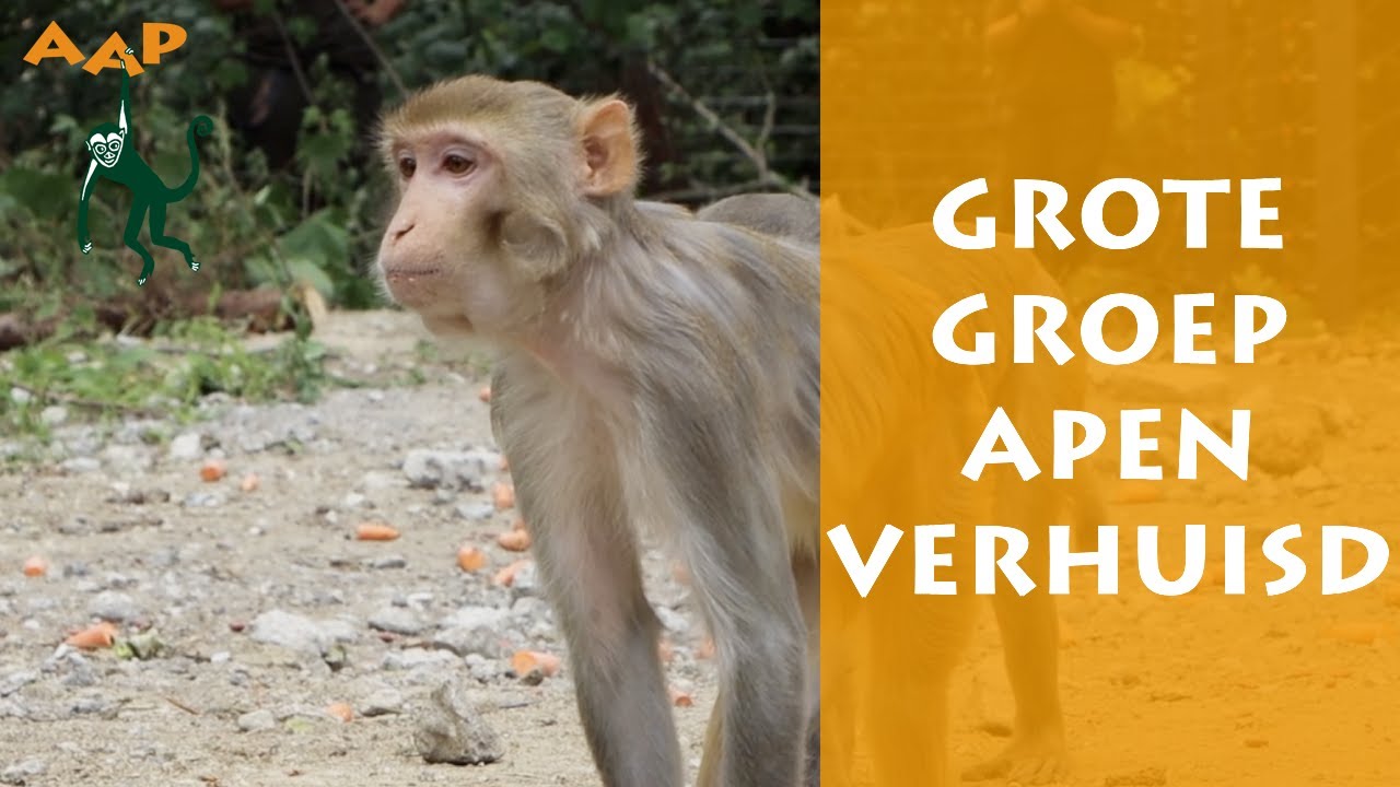 Groep van twaalf rhesusapen naar nieuw thuis gebracht - Stichting AAP