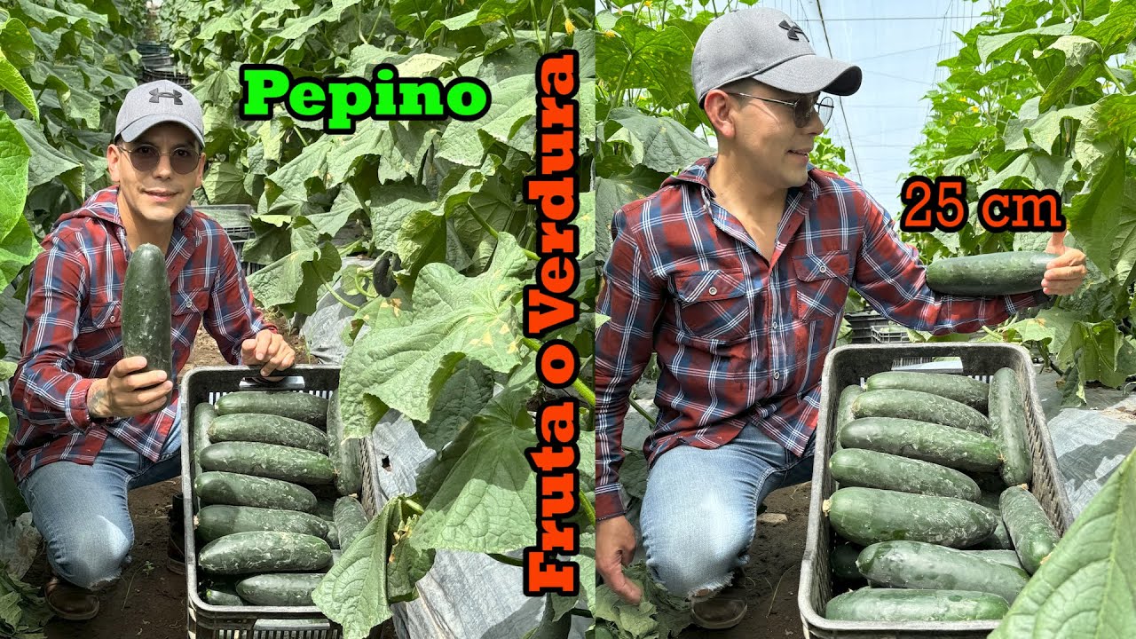 La raíz es como la boca | CALENTÓN AL PEPINO para que se venga rápido | Rotación de cultivos