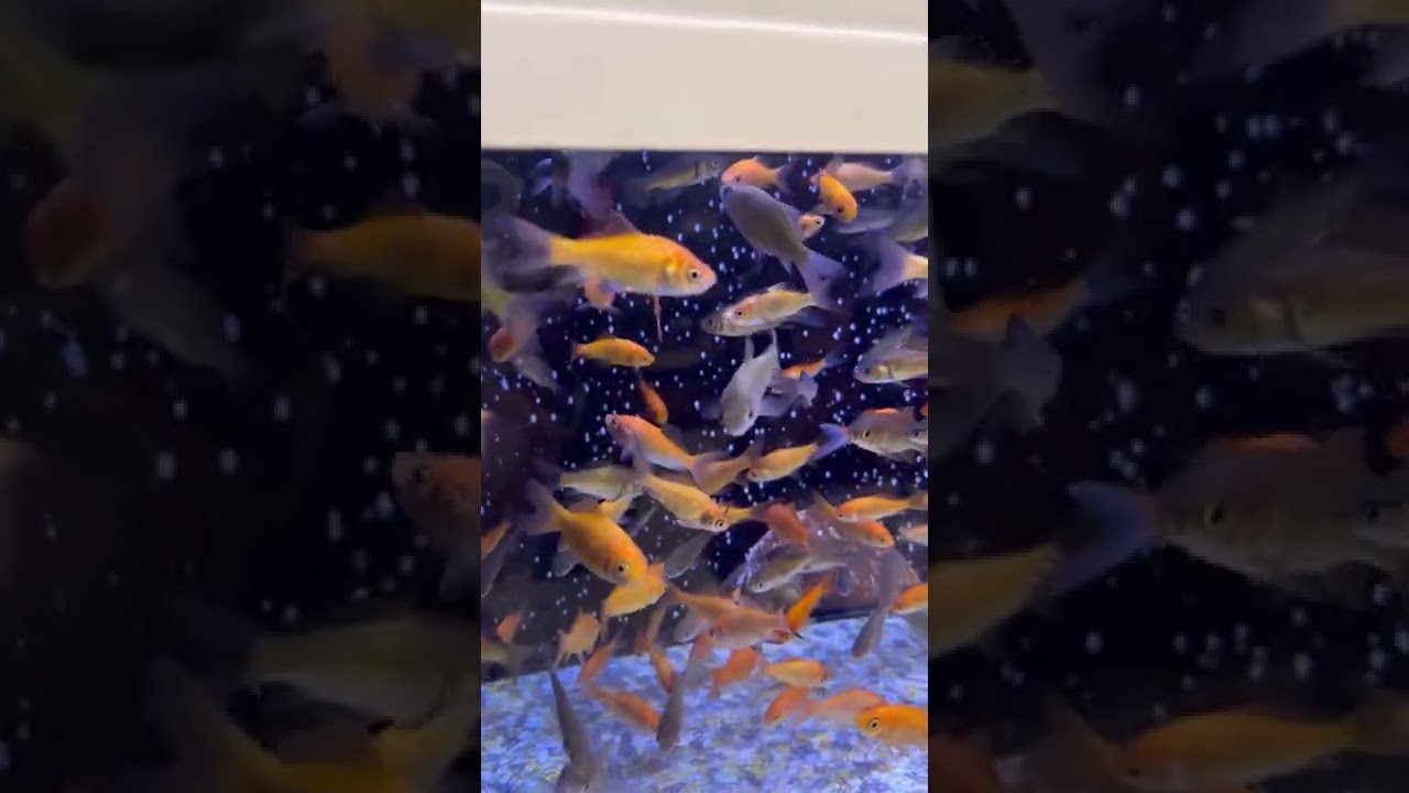 How much for a goldfish? | Petco
