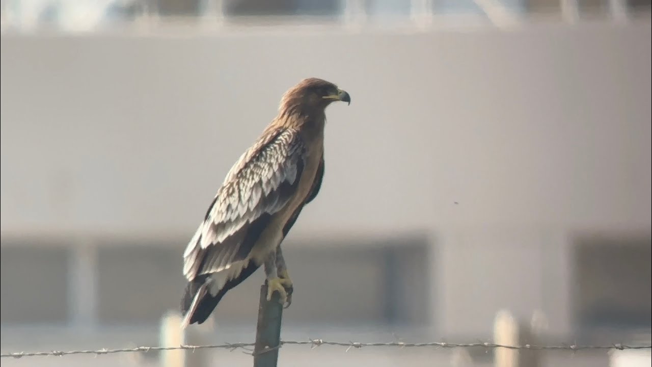 Aigle criard, Greater spotted Eagle, Clanga clanga, Oman, novembre 2026