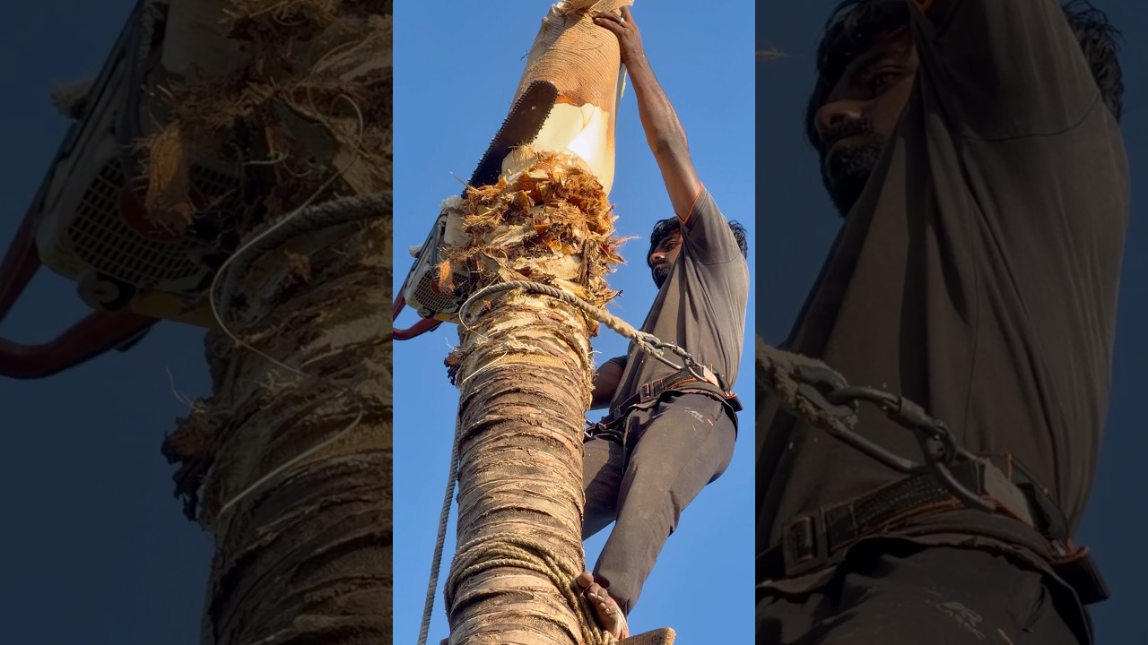 8610339350 anju￼gramam tree cutting #tree #treecutter #treeservice #treeremoval