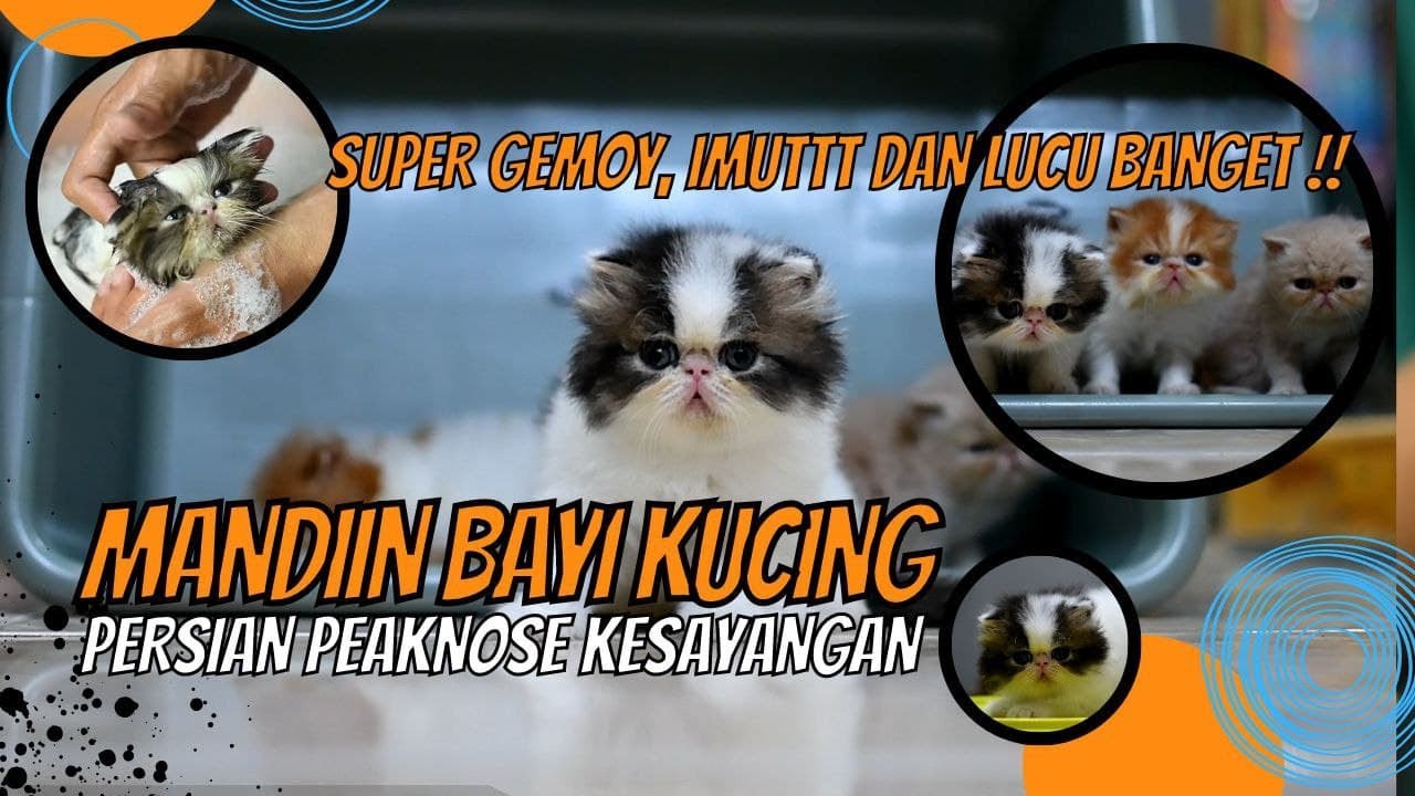 GROOMING BAYI KUCING Usia1 BULAN ! BOLEH ATAU TIDAK ? | Cara Mandiin Bayi Kucing Persian PeakNose