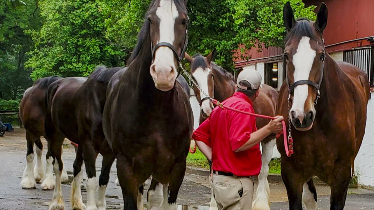 Budweiser Clydesdales at Rock Creek Park Horse Center