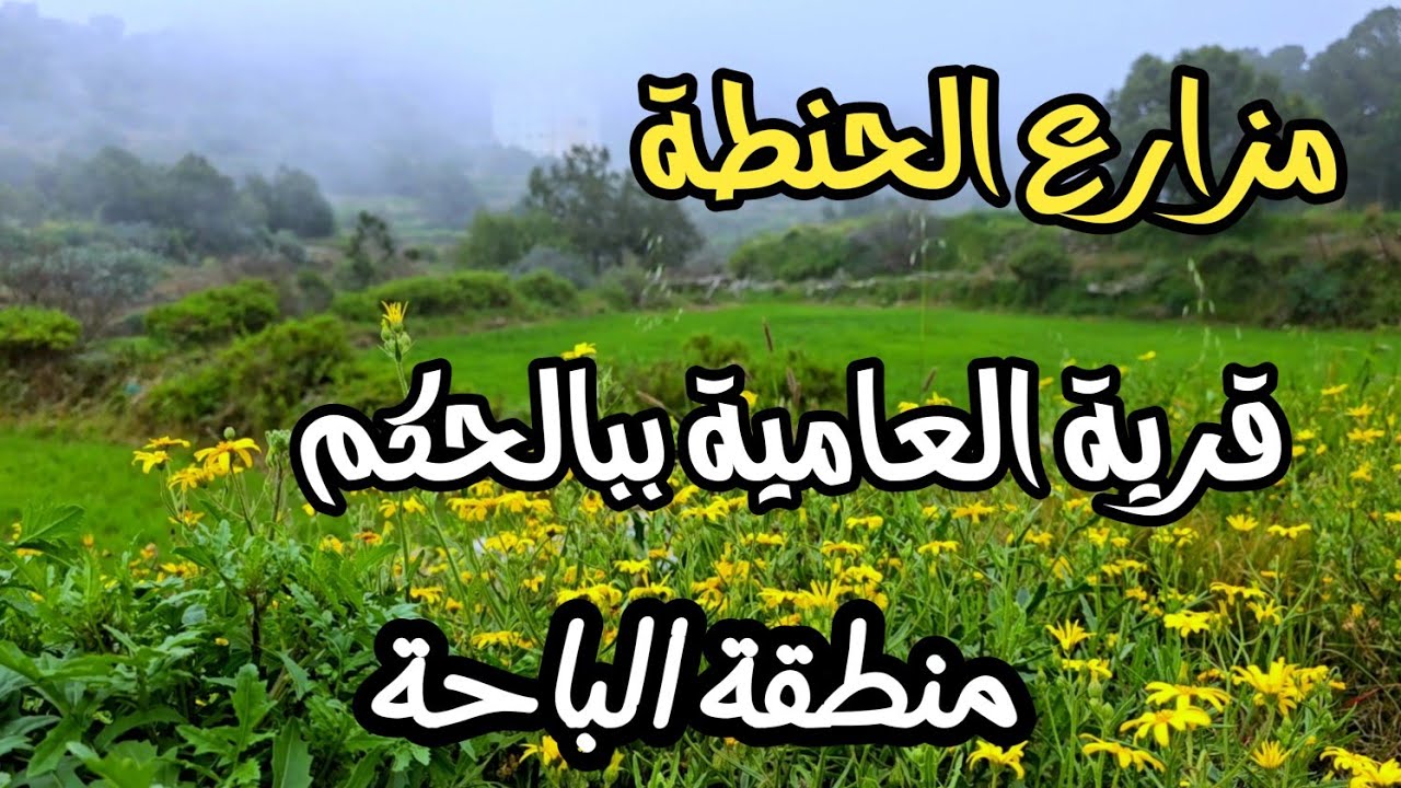 مزارع الحنطة - قرية العامية ببالحكم - محافظة المندق - منطقة الباحة - السبت 16-8-1446 درجة الحرارة 15