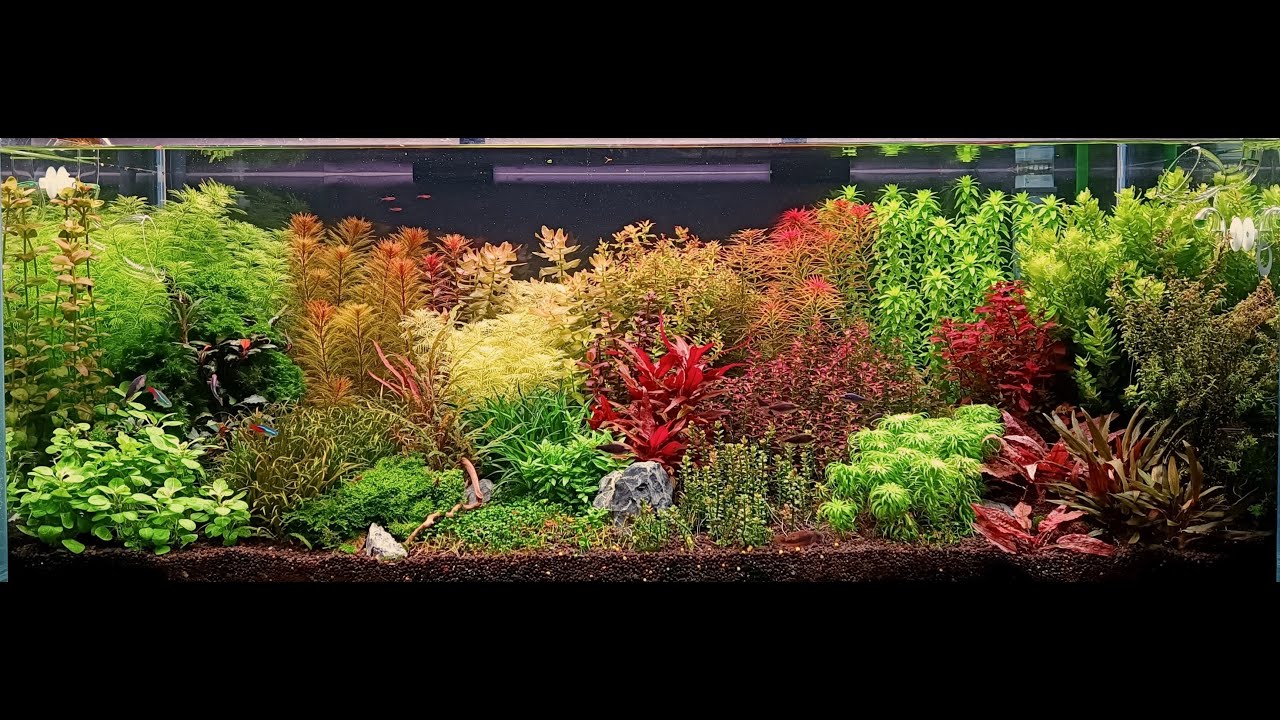 gardenstyle aquascape 120x50x45cm 