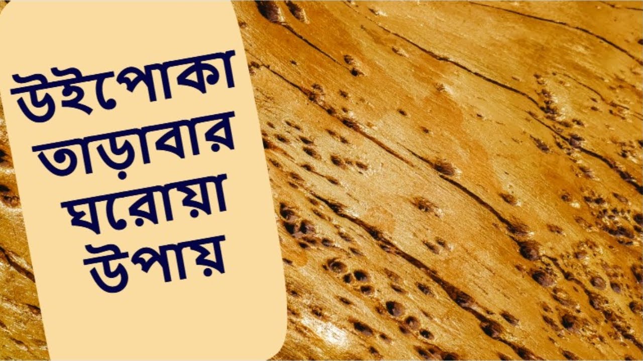 উইপোকা তাড়াবার ঘরোয়া উপায়  | pest control home solution | b2utips