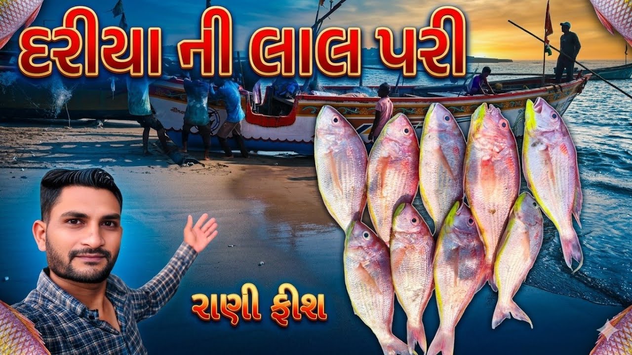 આજે તો  દરીયા ની લાલ પરી એવી રાણી ફીશ લાટ આવી 🐟Lal Pri Fish
