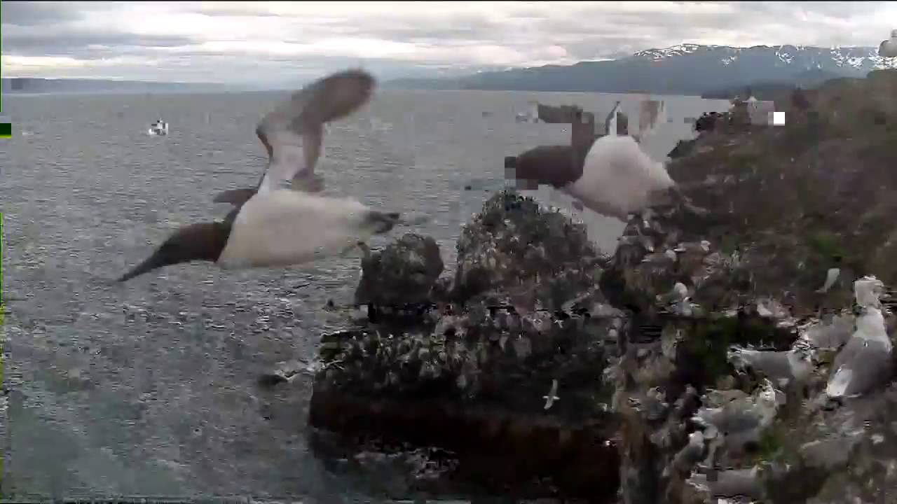 Cliff-Nesting Seabirds of Gull Island