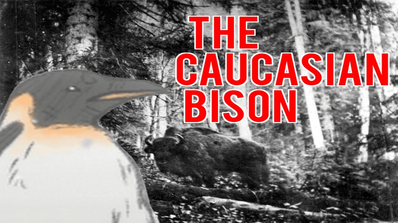 The Quiet Extinction of the Caucasian Bison