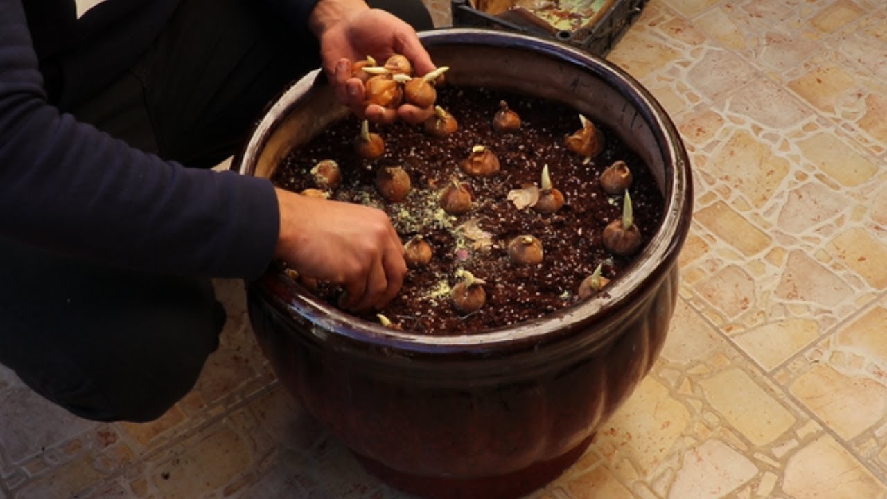 زراعة اول مجموعة من الابصال الشتوية