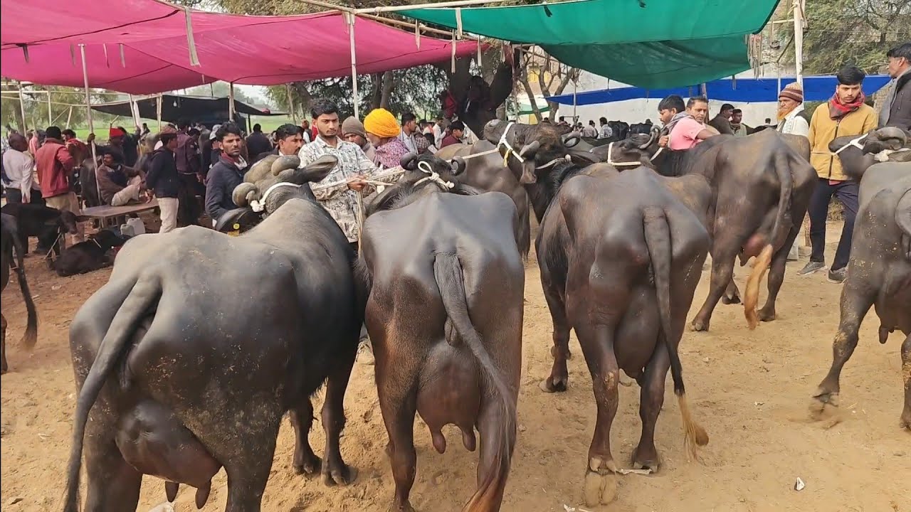 भारत की इस #धूंधड़का पशु मंडी से टॉप क्वालिटी की #मुर्रा_भैंस खरीदें #murrha_buffelo @NarendraPrajap