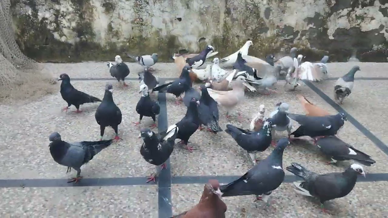 Kabootar 2-3 ase jinke parome kidha lag gaya pata nhi kase😔